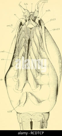. Rapporti di ricerca. Discovery (nave); spedizioni scientifiche. Fig. 2. Nebaliopsis typica. Vista ventrale. ant. Ho, antennule; ant. 2, antenna; fine. endopodite; ep. epipodite; ep.t.l. i, epipodite del primo tronco arto; ex exopodite../../../.. io, setae filtro del primo tronco arto; lab. labrum; m. bocca; mdb. mandibola; r. rostro; t.l. 8, ottavo tronco arto.. Si prega di notare che queste immagini vengono estratte dalla pagina sottoposta a scansione di immagini che possono essere state migliorate digitalmente per la leggibilità - Colorazione e aspetto di queste illustrazioni potrebbero non perfettamente assomigliano al lavoro originale. Istituto di Oceanografia S Foto Stock