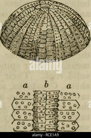 . Elementi di zoologia, o, storia naturale degli animali / ed. dal D.M. Reese. Zoologia. ordine echinida-l'echinus. 493 ha visto sul margine interno del mese; e i loro punti può anche essere fatta sporgere oltre la bocca, in modo da stabilire in attesa della preda che viene loro offerto dal lungo piedi tubolari. Mediante l'azione dei denti e il cibo è la massa verso il basso prima che passa nel tubo intestinale, che qui è di notevole lunghezza e prende un paio di giri intorno al guscio prima della sua cessazione. Attorno al secondo orifizio del guscio sono disposti la ovaria, che sono in gran parte distesa con uova in alcuni se Foto Stock