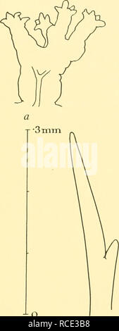 . Rapporti di ricerca. Discovery (nave); spedizioni scientifiche. AMPHINOMIDAE 35 grandi esemplari misurare circa ii mm. da 8 mm. compresi i piedi, e minore di circa 5 mm per 3 mm. Il numero di chaetigers è tra 17 e 21. Il corpo è di forma ovale e piuttosto squat e il colore in spirito è un giallo pallido con setole bianche. Il tentacolo mediano è corto e fitto. La sezione posteriore gli occhi sono grandi e la parte anteriore sono T Imm -^0 0-^. •5 mm ^O Fig. 4. Euphrosyne arctia. a. Gill. b. "Ringent" setola, c. "" Ringent setola, d. Liscia setola dorsale. e. Intermedio bris dorsale Foto Stock