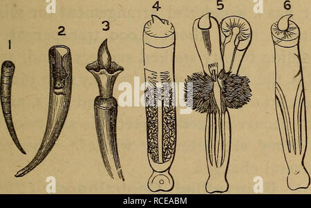 . Elementi di zoölogy. Zoologia. Fig. 73.-Sezione della dorsale o back occhio di Onchidium ver- ruculatum. f, lo strato fibroso della retina ; s, lo strato di barre e coni sbarrato nella retina. poro sul mantello, mentre le uova di Arion sono luminose per i primi quindici giorni. Pulmonata Marine. - La Peronia frequenta il mare - Costa. La più notevole è la Onchidium (Fig. 72), che secondo sem- per, presenta numerosi occhi sulla sua schiena (Fig. 73) oltre alla solita coppia sulla testa. Essi formano il princi- pal cibo di pesce, Periop- tkalmusy che lascia l'acqua e il luppolo lungo la riva per Foto Stock