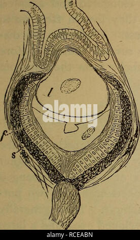 . Elementi di zoölogy. Zoologia. SCAPHOPODA. 69. Fig. 73.-Sezione della dorsale o back occhio di Onchidium ver- ruculatum. f, lo strato fibroso della retina ; s, lo strato di barre e coni sbarrato nella retina. poro sul mantello, mentre le uova di Arion sono luminose per i primi quindici giorni. Pulmonata Marine. - La Peronia frequenta il mare - Costa. La più notevole è la Onchidium (Fig. 72), che secondo sem- per, presenta numerosi occhi sulla sua schiena (Fig. 73) oltre alla solita coppia sulla testa. Essi formano il princi- pal cibo di pesce, Periop- tkalmusy che lascia l'acqua e il luppolo al Foto Stock