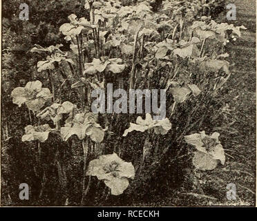 . Guida Dingee rose cultura : 1850 1910. :^S^^Sm. lAPANFSE IRIS Iris giapponesi {im Kampfen) più meravigliosamente piante colorate in esistenza; bello il nostro magazzino è particolarmente belle-tutte importate direttamente dal Giappone. Prezzo, grandi grumi importati, 20 cts. ciascuno, 50 cts. per qualsiasi 3, postpagato. Il set di 10, postpagato per $1.50. Varietà singola Date-Dogu, n. i. Ricco viola-porpora, con centro di colore giallo. Kimi-no-ivlegumi, n. 2. Bianco perla petali, delicatamente venato con blu ultramarino. Shishi-Ikari, n. 3. Massa bianca, venato e screziato di viola scuro; giallo centro. Shippo, n. 4. luce lilla, denso Foto Stock