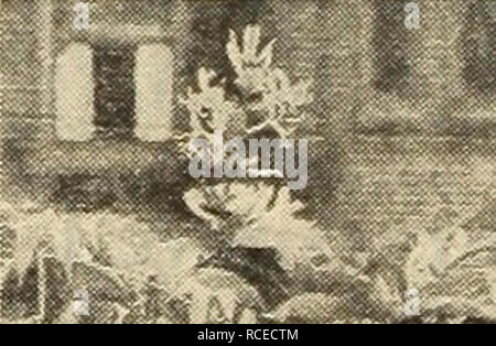 . Dingee guida alla cultura di rose. Iris giapponesi (Ins Kampferi) più meravigliosamente piante colorate in esistenza; bello il nostro magazzino è particolarmente fineâall importate direttamente dal Giappone. Prezzo, grandi grumi importati, 20 cts. ciascuno, 50 cts. per qualsiasi 3, postpagato. Il set di 10, postpagato per $1.50. Varietà singola Date-Dogu, n. i. Ricco viola-porpora, witlj centro giallo. Kimi-no-Megumi, n. 2. Bianco perla petali, delicatamente venato con blu ultramarino. Shishi-Ikari, n. 3. Massa bianca, venato aed a chiazze viola scuro; giallo centro. Shippo, n. 4. Luce lilla, densamente viola venato. Shuchiukwa, n. Foto Stock