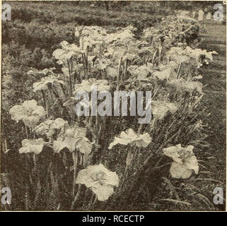 . Dingee guida alla cultura di rose. 1850^fe.SKTYyEARS AlHOiVGThE RoSES^PM09,. Iris giapponesi (Ins Kampferi) più meravigliosamente piante colorate in esistenza; bello il nostro magazzino è particolarmente fineâall importate direttamente dal Giappone. Prezzo, grandi grumi importati, 20 cts. ciascuno, 50 cts. per qualsiasi 3, postpagato. Il set di 10, postpagato per $1.50. Varietà singola Date-Dogu, n. i. Ricco viola-porpora, witlj centro giallo. Kimi-no-Megumi, n. 2. Bianco perla petali, delicatamente venato con blu ultramarino. Shishi-Ikari, n. 3. Massa bianca, venato aed a chiazze viola scuro; giallo centro. Shippo, n. 4. Luce lila Foto Stock