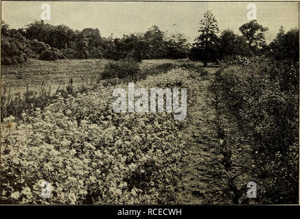 . Guida Dingee rose cultura : 1850 1910. TL850^^DiNGEE Guida alla cultura di Rose emulsione di kerosene. Per due parti di cherosene aggiungere un poco di latte acido; agitare fino a quando il composto si unisce in forma di gelatina bianca; diluire con venti parti di acqua dolce. Soluzione di tabacco. Realizzata facendo bollire le foglie o steli di tabacco. Il liquido deve essere fatto circa la forza del tè debole. Tabacco sapone insetticida. Questa preparazione è messo in torte, con istruzioni per l'uso stampate sulle etichette. Si tratta di uno standard di Remedy, e uno dei migliori. Due dimensioni. Prezzo 13 cts. e 28 cts. ciascuno, postpagato. Bug Killer. Foto Stock