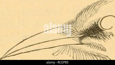 . Die Vögel der paläarktischen Fauna systematische Übersicht der in Europa, Nord-Asien und der Mittelmeerregion vorkommenden Vögel. Gli uccelli; uccelli; uccelli. 40 Corvidae. weit weiß. Armschwingen schwarz, Spitzen IV2-2V.2 cm weiß. Kleine Flügeldecken wie der Rücken, die größeren schwarz mit weißen Spitzen, die eine breite Harrislee bilden. Schwanz schwarz mit starkem stahlblauen Glänze. Kinn und obere Kehle weiß, auf dem Kröpfe ein großer dreieckiger schwarzer Fleck, die übrige Unterseite wie der Rücken in der Mitte des Unterkörpers und an den ünterschwauzdecken ins Weißliche ziehend. Ünterflügeldecken Foto Stock