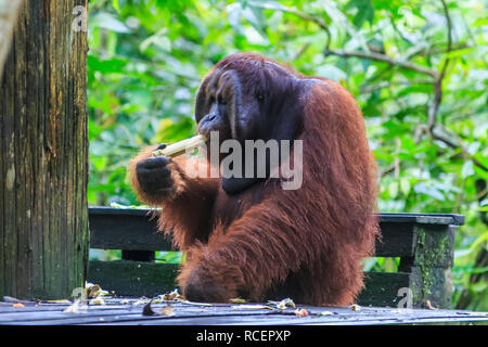 Orangutan o pongo pygmaeus è il solo grande asiatici trovate sull'isola del Borneo e Sumatra Foto Stock