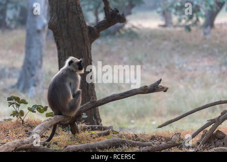 Un langur grigio seduto su un tronco di albero in Bandhavgarth national park , India Foto Stock