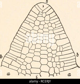 . Elementi di anatomia vegetale;. Botanica -- anatomia. Anatomia dei tessuti. 105 Il modo di crescita presso le regioni apicale di steli phanerogamic è abbastanza diverso. Che dello stelo di Hippuris vulgaris^ un comune impianto di acqua può essere preso come un esempio. Questo è descritto da Hanstein circa come segue. Una sezione longitudinale attraverso l'asse della punta dello stelo mostra una tale disposizione delle celle in modo da escludere la possibilità di crescita a partire da una singola cellula apicale. Le curve periclinal correte regolarmente intorno alla punta di modo. Fig. 44. Punto di stelo di equiseto. s apicale di cella, una esterna, i meristema interno. b iniziare Foto Stock