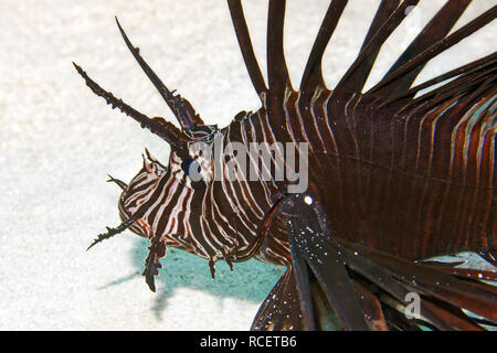 Leone comune / Diavolo firefish - Pterois miles Foto Stock