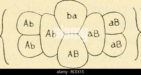 . Die Stoffliche Grundlage der Vererbung. Ereditarietà. 3ab iBa Iba. 3aB lAB Fig. 51. Schemata zur Veranschaulichung der Reduplikationshypothese von BaTESON und cestella. Die Drei Figuren links stellen "Koppelung", die drei rechts "Abstoßung" dar. sich die Zellen mit AB und ab rascher teilen als die Zellen mit Ab und aB, daher werden von den ersteren mehr vorhanden sein in dem Ver- hältnis, wie die beiden Teilungsraten verschieden sind. Batesons Ansicht ist folgender Kritik ausgesetzt: 1. Una matrice di Drosophila Ergebnisse gewonnenen, wo zahlreiche Koppelungsverhältnisse bekannt sind, stützen ho Foto Stock