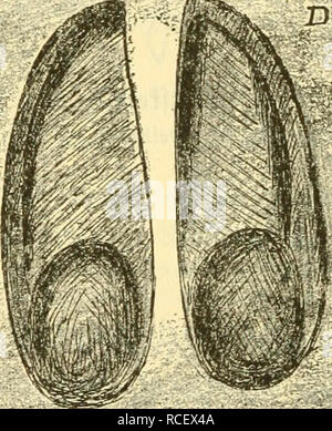 . Die Säugetiere Deutschlands : ihr Bau, ihre Lebensweise und ihre wirtschaftliche Bedeutung. Mammiferi. " Esso'^*. Si prega di notare che queste immagini vengono estratte dalla pagina sottoposta a scansione di immagini che possono essere state migliorate digitalmente per la leggibilità - Colorazione e aspetto di queste illustrazioni potrebbero non perfettamente assomigliano al lavoro originale. Hennings, Curt, 1873-. Leipzig : Quelle &AMP; Meyer Foto Stock