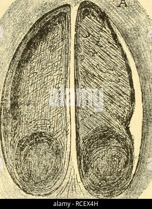 . Die Säugetiere Deutschlands : ihr Bau, ihre Lebensweise und ihre wirtschaftliche Bedeutung. Mammiferi. 138 Sed^FLC Kapitel. fdilüpfrig ju crljaltert. - Die sperone unferer ^aus{:|ufttcrc bietet lüoBjl niemals befonberes 3"tereffe, ^ag,eqen voixb es bem Statur*. Si prega di notare che queste immagini vengono estratte dalla pagina sottoposta a scansione di immagini che possono essere state migliorate digitalmente per la leggibilità - Colorazione e aspetto di queste illustrazioni potrebbero non perfettamente assomigliano al lavoro originale. Hennings, Curt, 1873-. Leipzig : Quelle &AMP; Meyer Foto Stock