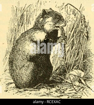 . Die Säugetiere Deutschlands : ihr Bau, ihre Lebensweise und ihre wirtschaftliche Bedeutung. Mammiferi. . Si prega di notare che queste immagini vengono estratte dalla pagina sottoposta a scansione di immagini che possono essere state migliorate digitalmente per la leggibilità - Colorazione e aspetto di queste illustrazioni potrebbero non perfettamente assomigliano al lavoro originale. Hennings, Curt, 1873-. Leipzig : Quelle &AMP; Meyer Foto Stock