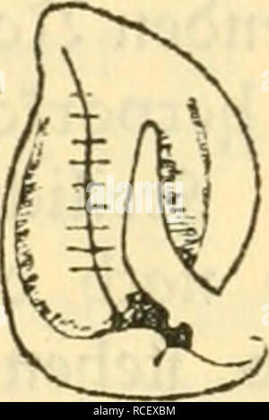 . Die Säugetiere Deutschlands : ihr Bau, ihre Lebensweise und ihre wirtschaftliche Bedeutung. Mammiferi. . Si prega di notare che queste immagini vengono estratte dalla pagina sottoposta a scansione di immagini che possono essere state migliorate digitalmente per la leggibilità - Colorazione e aspetto di queste illustrazioni potrebbero non perfettamente assomigliano al lavoro originale. Hennings, Curt, 1873-. Leipzig : Quelle &AMP; Meyer Foto Stock