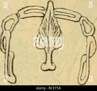 . Die Süsswasserfauna Deutschlands : eine Exkursionsfauna. Animali di acqua dolce; gli animali acquatici. Fiff. 291. xf^ y:. Fig. 293. Fig. 290. Stephanops bifurcus bullone (nach Stenroos). Fig. 291. Stephanops longtsphiatzis Tätern (nach Weber), un Weibchen, /' Kiefer. Fig. 292. Stephanops cirratns (Müll.) (nach Müller). Fig. 293. Stephanops Iamella?-{s (Müll.) (nach Weber und Hudson-Gosse). Un Kopf, b Kiefer, c Weibchen. 2. S. longispinatus Tatem (Fig. 291). (= S. leydigi Zach., = S. tinisetatus Collins.) Körper ei-spindelförmig. Kopf klein, schmal. 2 Ohrläppchen. Hals kurz, breit. Hinterrand des Panzers un Foto Stock
