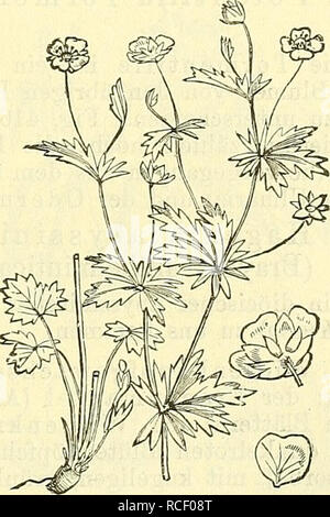 . Die wissenschaftliche Ausbildung des Apothekerlehrlings und seine Vorbereitung zum Gehülfenexamen : mit Rücksicht auf die neuesten Anforderungen. Farmacia; chimica; fisica; botanica; istruzione, farmacia. Fig. 415. Urbanum öeum. Nelkenwurz. Nebst einem Blumenblatt und einem Früchtchen.. Fig. 416. Potentilla Tormentilla. Tormentille. Nebst einzelner Blüte und Blumenblatt. Schlickum, Apothekerlehrling 33. Si prega di notare che queste immagini vengono estratte dalla pagina sottoposta a scansione di immagini che possono essere state migliorate digitalmente per la leggibilità - Colorazione e aspetto di queste illustrazioni potrebbero non perfettamente Foto Stock