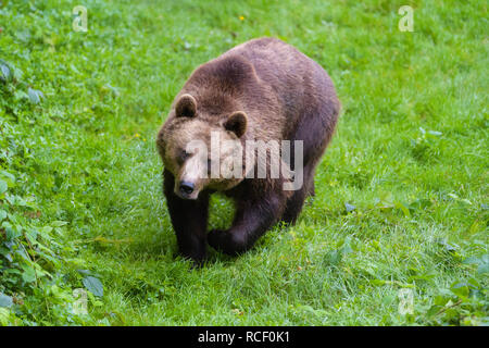 Orso bruno Ursus arctos Foto Stock