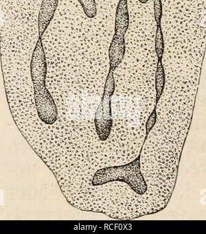 . Die Zelle und die Gewebe. Grundzüge der Allgemeine Anatomie und Physiologie. Fig. 104. Zellknospung. Podophrya gemmipara mit Knospen. E. Hertwig, Zoo- logie Fig, 21. Un Knospen, die sich ablösen und zum Schwär- mer b werden, iV Kern.. Fiff. 105. Fig. 105. Ein kleines Stück von einem Durchschnitt durch den grossen, bläschenförmigen Kern, das sogenannte Binnenbläschen von Thalassicolla nucleata, mit strangförmigen, von einem gemeinsamen Punkt ausstrahlenden Binnenkörpern (Kernkörpern). R. Hertwig Tat'. V, Fig. 7. Die Thalassicollen, diese grössten Radiolarienformen, deren Central- kapsel fast Foto Stock