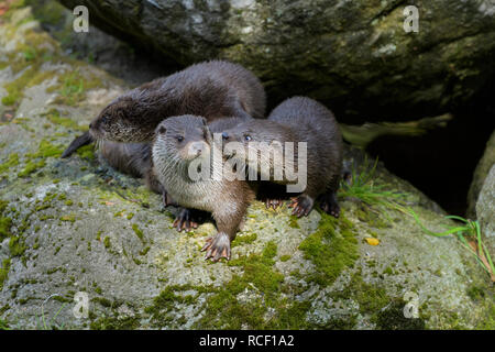 Lontra Lutra lutra, femmina con due cub Foto Stock
