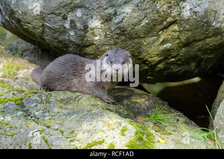 Lontra Lutra lutra cub Foto Stock