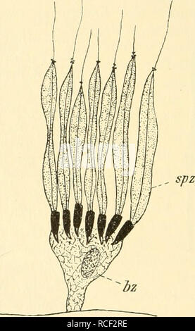 . Die Weinbergschnecke, Helix Pomatia L.. Lumache; Helix pomatia. 84 Fast gleichzeitig mit der Ausbildung der Spermatozoen vollzieht sich im Inneren der Zwitterdrüse auch die Differenzierung der weib- lichen Geschlechtszellen. Eine Wandzelle nimmt, ohne irgendwelche Teilungen durchzumachen, ständig un Größe zu und erscheint schließlich als Eizelle (eiz) mit sehr umfangreichem Protoplasmakörper und bläschen- förmigem, durch einen großen Kernkörper ausgezeichneten Kern. Ent- sprechend ihrer sehr viel bedeutenderen Größe ist die Zahl der Eizellen beträchtlich geringer als die der Samenzellen, uomo Foto Stock