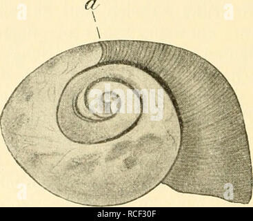 . Die Weinbergschnecke, Helix Pomatia L.. Lumache; Helix pomatia. 18 Die Ausbildung der normalen Schalenstruktur kann sich nur vom Mantelrande aus vollziehen, das übrige Epithel des Mantels und des Ein- geweidesacks vermag nur irregulär Kalkschichten gebaute und die innerste Blätterschicht zu liefern. Wenn man beispielsweise einer ausgewachsenen Weinbergschnecke im Sommer ein Stück ihrer Schale herausbricht, così bedeckt sich schon nach wenigen Stunden die bloßliegende Körperober- fläche Mit einem zarten Häutchen. Dieses Häutchen besteht aber nicht nur aus organischer Substanz, sondern enthält essere Foto Stock