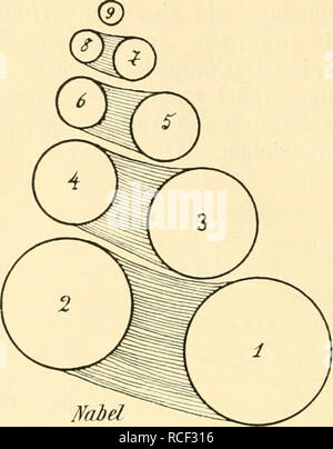 . Die Weinbergschnecke, Helix Pomatia L.. Lumache; Helix pomatia. 14 der Photographie der Fig. 10 ergibt. Ursprünglich Jener von den Win- dungen des Hohlkegels umschlossene innere Raum ist zur hohlen Spindel-. Fig. 8. achse (a) geworden, seine peripheren, von den Innenwänden der spirale- windungen gebildeten Begrenzungswände stellen die Spindel dar, die ganz naturgemäß durch eine untere Öffnung, den Nabel, nach außen führen Fdfit. Si prega di notare che queste immagini vengono estratte dalla pagina sottoposta a scansione di immagini che possono essere state migliorate digitalmente per la leggibilità - Colorazione e aspetto di questi illustr Foto Stock