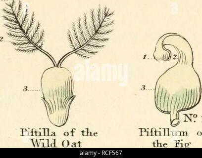 . Elementi di scienza della botanica, come stabilito da Linneo; con esempi per illustrare le classi e ordini del suo sistema. Impianti -- classificazione; piante. . Si prega di notare che queste immagini vengono estratte dalla pagina sottoposta a scansione di immagini che possono essere state migliorate digitalmente per la leggibilità - Colorazione e aspetto di queste illustrazioni potrebbero non perfettamente assomigliano al lavoro originale. Duppa, Richard, 1770-1831. Londra, stampato da T. Bensley per J. Murray Foto Stock