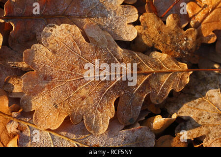 I cristalli di ghiaccio o brina su una foglia di quercia latino quercus in mattina presto in Italia Foto Stock