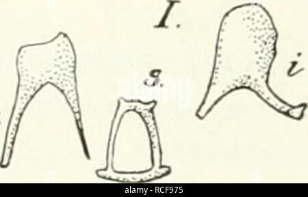 . Die Säugetiere. Einführung in die Anatomie und Systematik der recenten und fossilen Mammalia. Anatomia, comparativo; mammiferi; mammiferi fossili. . Si prega di notare che queste immagini vengono estratte dalla pagina sottoposta a scansione di immagini che possono essere state migliorate digitalmente per la leggibilità - Colorazione e aspetto di queste illustrazioni potrebbero non perfettamente assomigliano al lavoro originale. Weber, Max Wilhelm Carl, 1852-1937. Jena G. Fischer Foto Stock