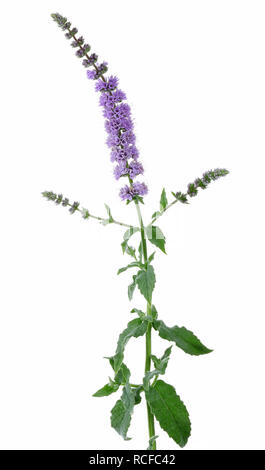 Di menta fresca fiori isolati su sfondo bianco Foto Stock
