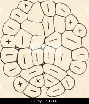. Die Zelle und die Gewebe. Grundzüge der Allgemeine Anatomie und Physiologie. . Fig. 37. Befruchtetes Ei von Echinus mikrotuberculatus im Durch- strömungscompressorium gepresst. Aus der Verhandlungen anatomischen ge- sellschaft 1894, Seite 135, Fig. 1-5. Uno stadio 8 di von Zellen, B von Zellen 16. 0 Dasselbe Ei in Vorbereitung zur nächsten Theilung. B Durch Theilung der 16 Zellen (C) durch horizontale Theilebeneu sind 32 in einer Ebene neben einander liegende Zellen entstanden. E Die Theilung in 64 Zellen erfolgt in den meisten Fällen noch durch horizontale Theilebenen, era durch horizontale Strich Foto Stock