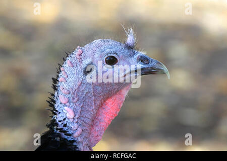 La Turchia domestici, Meleagris gallopavo, della gara 'Spanish nero' o 'Norfolk nero' Foto Stock