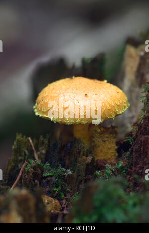 Pholiota flammans, comunemente noto come il giallo, pholiota fiammeggiante, Pholiota o la fiamma scalecap Foto Stock