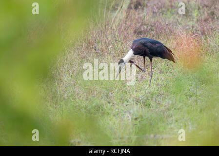 Un collo di lana cicogna nel Bandhavgarth national park , India Foto Stock