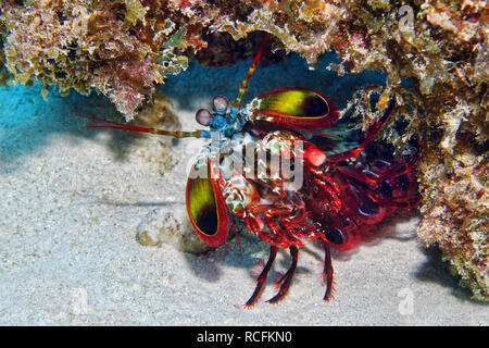 Canocchia Pavone - Odontodactylus scyllarus Foto Stock