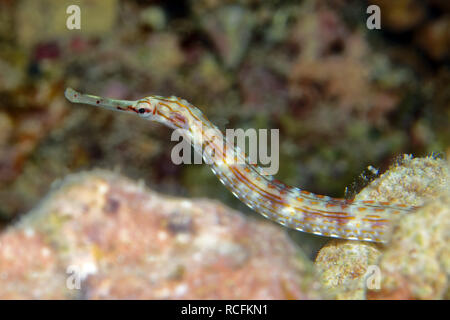 Pipefish - Corythoichthys sp. Foto Stock