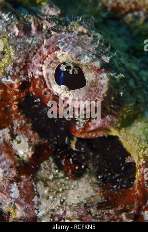 Diavolo scorfani eye - Scorpaenopsis diabolus Foto Stock