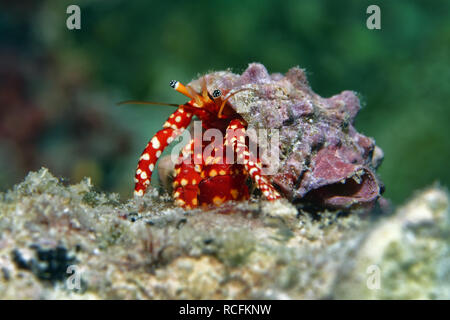 Rosso granchio eremita Foto Stock