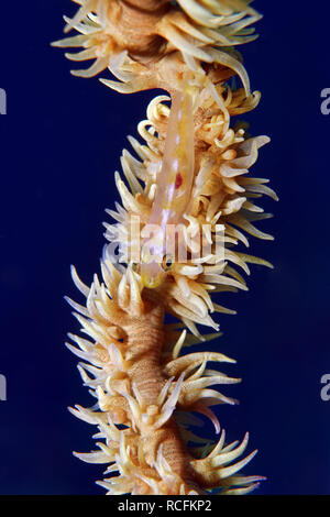 Frustino coral ghiozzo - Bryaninops yongei Foto Stock