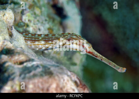 Pipefish - Corythoichthys sp. Foto Stock