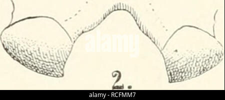 . Die Säugetiere. Einführung in die Anatomie und Systematik der recenten und fossilen Mammalia. Anatomia, comparativo; mammiferi; mammiferi fossili. . Si prega di notare che queste immagini vengono estratte dalla pagina sottoposta a scansione di immagini che possono essere state migliorate digitalmente per la leggibilità - Colorazione e aspetto di queste illustrazioni potrebbero non perfettamente assomigliano al lavoro originale. Weber, Max Wilhelm Carl, 1852-1937. Jena G. Fischer Foto Stock