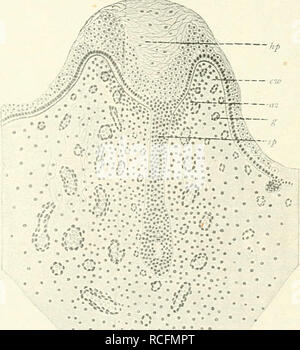 . Die Säugetiere. Einführung in die Anatomie und Systematik der recenten und fossilen Mammalia. Anatomia, comparativo; mammiferi; mammiferi fossili. Fig. 26. Schemata zur phylogenetischen Entwickeiung der Zitzen: un Primitiver Zustand entsprechend den Verhältnissen bei Echidna; b Halnjaturu.s a-o der Laktation; c Didelphys vor, d Zur Zeit der Laktation; letzteres Schenxa gilt auch für den Menschen und die ^faus. e embryonales, f erwachsenes crosta. / Cutiswall; 2 Drüsenfeld, die unterbrochene Linie stellt die Mammartasche dar; 3 Milchgänge.. Fig. 27. Primitivzitze eines Ki cm langen weiblichen Rinder Foto Stock