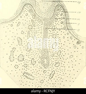 . Die sÃ¤ugetiere. EinfÃ¼Hrung in die anatomie und systematik der recenten und fossilen Mammalia. Anatomia, comparativo; mammiferi. Fig. 26. Schemata zur phylogenetischen Entwielcclung der Zitzen: un Primitiver Zustand entsprechend den VerhÃ¤ltnissen bei Echidna; b Halinaturus vor der Laktation; c Dideli)hys vor, d Zur Zeit der Laktation; Schema letzteres gilt auch fÃ¼r den Menschen und die maus, e embryonales, f erwachsenes crosta. / CUitisuall; 2 DrÃ¼senfeld, die unterbrochene Linie stellt die Mammartasche dar; 3 MilchgÃ¤esn. Â f i'^^* 1. ,. Fig. 27. Primitivzitze eines 1(3 cm langen weiblichen ll Foto Stock