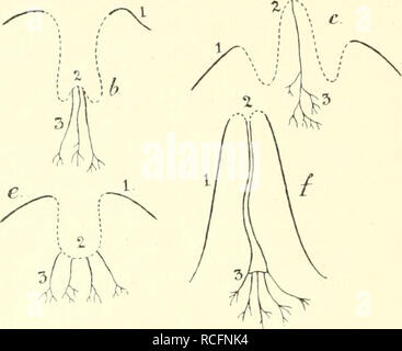 . Die sÃ¤ugetiere. EinfÃ¼Hrung in die anatomie und systematik der recenten und fossilen Mammalia. Anatomia, comparativo; mammiferi. Fig. 26. Schemata zur phylogenetischen Entwielcclung der Zitzen: un Primitiver Zustand entsprechend den VerhÃ¤ltnissen bei Echidna; b Halinaturus vor der Laktation; c Dideli)hys vor, d Zur Zeit der Laktation; Schema letzteres gilt auch fÃ¼r den Menschen und die maus, e embryonales, f erwachsenes crosta. / CUitisuall; 2 DrÃ¼senfeld, die unterbrochene Linie stellt die Mammartasche dar; 3 MilchgÃ¤esn. Â f i'^^* 1. ,. Si prega di notare che queste immagini vengono estratte dalla scansione Foto Stock