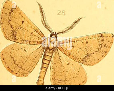 . Die Schmetterlinge Europas. I lepidotteri; bruchi. . Si prega di notare che queste immagini vengono estratte dalla pagina sottoposta a scansione di immagini che possono essere state migliorate digitalmente per la leggibilità - Colorazione e aspetto di queste illustrazioni potrebbero non perfettamente assomigliano al lavoro originale. Hofmann, Ernst, 1837-1892; Spuler, Arnold, 1869-. Stoccarda, E. Schweizerbart Foto Stock