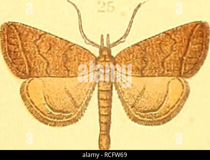 . Die Schmetterlinge Europas. I lepidotteri; bruchi. . Si prega di notare che queste immagini vengono estratte dalla pagina sottoposta a scansione di immagini che possono essere state migliorate digitalmente per la leggibilità - Colorazione e aspetto di queste illustrazioni potrebbero non perfettamente assomigliano al lavoro originale. Hofmann, Ernst, 1837-1892; Spuler, Arnold, 1869-. Stoccarda, E. Schweizerbart Foto Stock