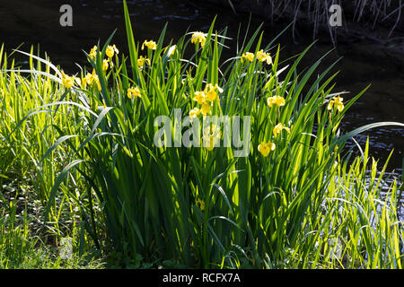 Sumpf-Schwertlilie, Sumpfschwertlilie, Schwertlilie, Gelbe Iris, Gelbe Schwertlilie, Wasser-Schwertlilie, Iris pseudacorus, Bandiera Iris, bandiera gialla, ye Foto Stock