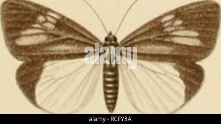 . Die schmetterlinge der Philippinischen isole. Beitrag zur indo-malayischen lepidopteren-fauna. I lepidotteri; falene. . Si prega di notare che queste immagini vengono estratte dalla pagina sottoposta a scansione di immagini che possono essere state migliorate digitalmente per la leggibilità - Colorazione e aspetto di queste illustrazioni potrebbero non perfettamente assomigliano al lavoro originale. Semper, Georg. Wiesbaden, C. W. Kreidel Foto Stock